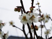 梅の花が咲きました。