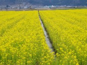 菜の花が綺麗に咲いていました。