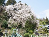 枝垂桜も見ごろになりました。