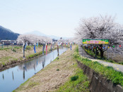 中河桜まつり