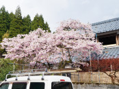 桜は満開でした。