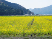 菜の花